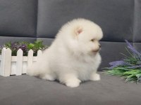 Teddy bear boo yavrular taksitle heryere gönderilir 
