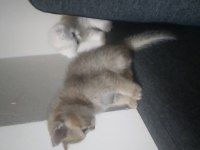 Paşa iki aylık british shorthair