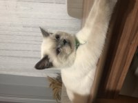 Uysal ve sevimli british shorthair