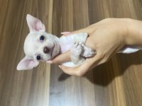 Acil chihuahua bebeklerimi sahiplendiriyorum acil