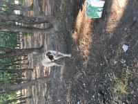 Çift kangal dişi erkek 7 aylık
