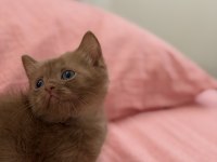 Cinnamon British Shorthair