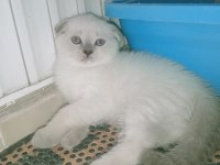 Mavi gözlü blue point yavrular