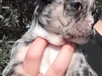 French bulldog Merle Tan