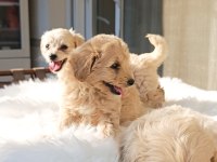 Maltipoo Uygun