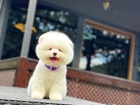 Yavru Pomeranian Boolarımız