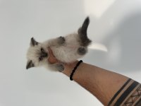 Sağlıklı Wc Eğitimli British Shorthair