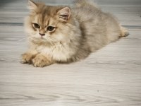 3 aylık british longhair şecereli safkan