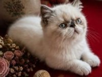 Safkan exotic shorthair bebekler yuvalarını arıyor