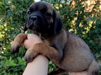 Cane corso yavrular ırk sağlık garantili