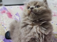 Prensesim ilansa british longhair
