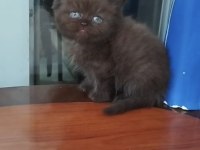 Çikolata kedilerim