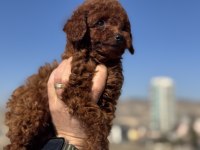 Wc eğitimli redbrown toy poodle yavrularımız