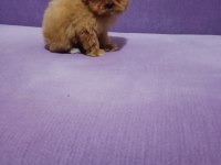 Mini boy tea cup Maltipoo yavrumuz ırk garantili teslim