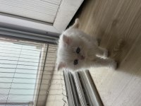 2 Aylık Scottish Fold Yavru