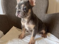 Ev bakımı french bulldog yavrularım