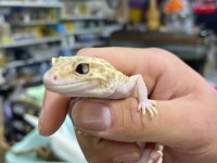 Leopar gecko