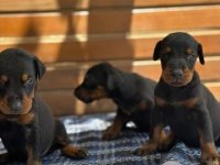 Blue Siyah Kızıl Doberman Yavrularımız