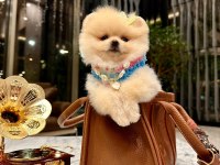 PRENSES POMERANİAN KIZIMIZ MİA