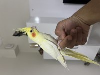 Full Evcill Sultan Papağanı Limon