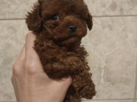 Kore Poodle Teacup Baby Face Poodle Yavrular