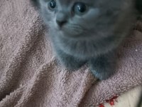 British shorthair safkan