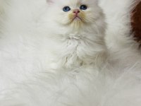 By1133 dişi iki aylık british longhair