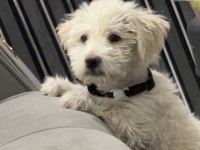 Maltipoo Yavru Aşıları Tam Oyuncu