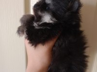Özel renk bir minik pomeranian