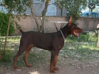 DEV DOBERMAN YAVRULARI KİNG
