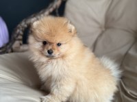 Dişi 3 aylık pomeranian