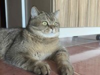 British Shorthair Yetişkin