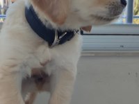 08/16 doğumlu Orjinal golden retriever