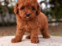 Teacup Poodle Bebeklerim