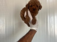 Kore Toy Poodle Bebekler