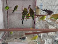 Jumbo muhabbet kuşu ve kırık çeşitler