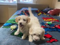 Sempatik Maltipoo yavrular