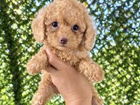 Uygun Krem Toy Poodle