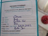 Kedimize Yeni Yuva Arıyoruz