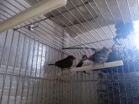 Lutino taşıyıcı parrotlar