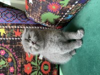 Kırık Kulak Ayı Kafa Yavru Scottish Fold