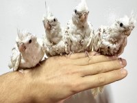 Albino Ve Wf Pearl Sultan Papağanı Yavruları