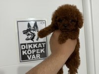 Poodle Teacup