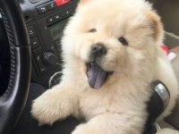 Irk Ve Sağlık Garantili Chow Chow