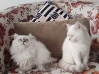 2 Aylık British Longhair ve Shorthair Dişi Yavrular
