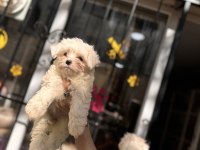 Kg garantili küçük boy maltese