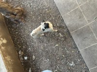 1 Yaşında Safkan Pug