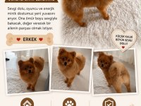 Yaşına Girmemiş Evlat Oynamayı Seven Pomeranian