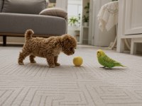 Orjinal Gerçek Teacup Maltipoo Asla Büyümez