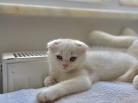 1.5 aylık erkek scottish fold